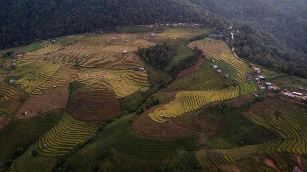 The method is also used in parts of India, China, and Africa. But, while there is support from NGOs, as well as some scientists and authorities, it still has a long way to go before widespread adoption. It faces resistance domestically from agribusiness as there is no new hybrid seed or fertilizer to sell. Industry lobbies are very active in Southeast Asia, particularly in Thailand, one of the largest users of pesticides in the world. (Lillian SUWANRUMPHA / AFP) The method is also used in parts of India, China, and Africa. But, while there is support from NGOs, as well as some scientists and authorities, it still has a long way to go before widespread adoption. It faces resistance domestically from agribusiness as there is no new hybrid seed or fertilizer to sell. Industry lobbies are very active in Southeast Asia, particularly in Thailand, one of the largest users of pesticides in the world. (Lillian SUWANRUMPHA / AFP)