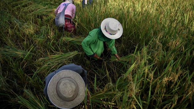 Farmers harvesting rice in the village of Mae Rim in the northern Thai province of Chiang Mai. Battling drought, debt and ailments blamed on pesticides, rice farmers in northern Thailand have turned to eco-friendly growing methods despite powerful agribusiness interests in a country that is one of the top exporters of the grain in the world. (Lillian SUWANRUMPHA / AFP) Farmers harvesting rice in the village of Mae Rim in the northern Thai province of Chiang Mai. Battling drought, debt and ailments blamed on pesticides, rice farmers in northern Thailand have turned to eco-friendly growing methods despite powerful agribusiness interests in a country that is one of the top exporters of the grain in the world. (Lillian SUWANRUMPHA / AFP)