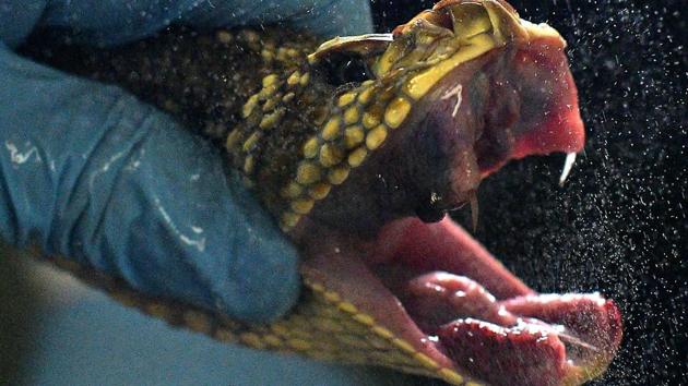 An expert holds a rattlesnake after venom was extracted from it at the Butantan Institue -which supplies the Ministry of Health, with many snakes' venom for its ditribution countrywide- in Sao Paulo, Brazil. In 2018 nearly 29,000 people were bitten by snakes in Brazil, of which over a hundred were killed. Most of the cases were in the vast and remote Amazon basin, far away from hospitals stocked with antivenom. (CARL DE SOUZA / AFP)