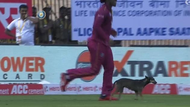 A dog inside the stadium. (Twitter/ Screengrab) A dog inside the stadium. (Twitter/ Screengrab)