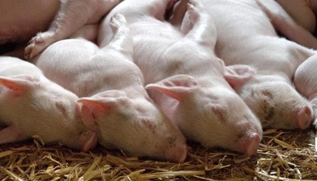 The PETA campaign group filed a lawsuit with Germany’s Constitutional Court in November on behalf of the baby pigs. (Pixabay) The PETA campaign group filed a lawsuit with Germany’s Constitutional Court in November on behalf of the baby pigs. (Pixabay)
