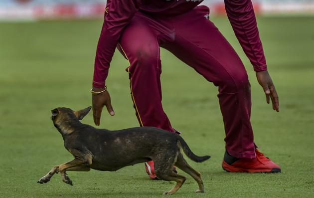 A West Indies cricketer plays with a dog ahead of their first One-Day International (ODI) cricket match against India, at MAC Stadium in Chennai. (PTI)