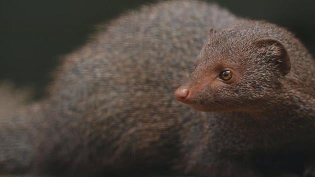 Female mongooses may use spontaneous abortion to cope with reproductive competition, and to save their energy for future breeding attempts in better conditions. (Pexels) Female mongooses may use spontaneous abortion to cope with reproductive competition, and to save their energy for future breeding attempts in better conditions. (Pexels)