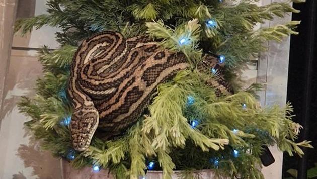 The python was discovered on the Christmas tree.(Twitter/@JohnBrooks92)