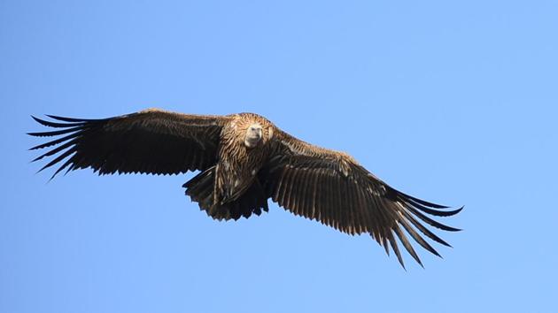 Two captive Himalayan griffon vultures fitted with transmitters to help scientists track them, were released in the wild from the Rajabhatkhawa Vulture Breeding Centre at Buxa Tiger Reserve in Alipurduar district of north Bengal on Tuesday.(HT File Photo) Two captive Himalayan griffon vultures fitted with transmitters to help scientists track them, were released in the wild from the Rajabhatkhawa Vulture Breeding Centre at Buxa Tiger Reserve in Alipurduar district of north Bengal on Tuesday.(HT File Photo)
