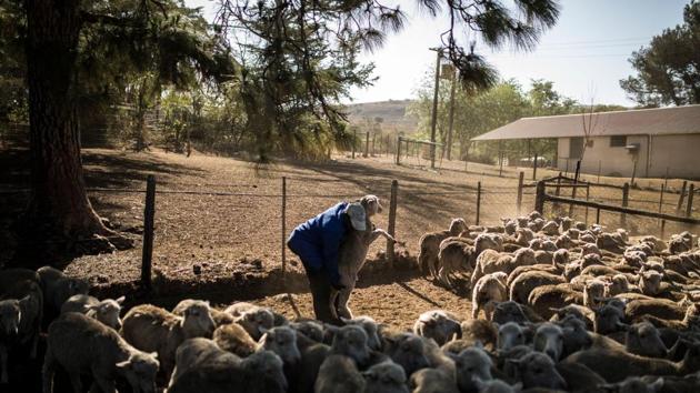 A farm worker of farmer Steve Bothma separates the male and female merino sheep to be sold outside of Adelaide. South African farmer Steve Bothma heaved a sigh of relief when the weatherman finally predicted rain. His excitement was short-lived. Just a few days later, the forecast changed. It was back to cloudless sunshine. In South Africa’s Eastern Cape province, no one can remember the last proper downpour. Some say it was five years ago, others six. (Guillem Sartorio / AFP) A farm worker of farmer Steve Bothma separates the male and female merino sheep to be sold outside of Adelaide. South African farmer Steve Bothma heaved a sigh of relief when the weatherman finally predicted rain. His excitement was short-lived. Just a few days later, the forecast changed. It was back to cloudless sunshine. In South Africa’s Eastern Cape province, no one can remember the last proper downpour. Some say it was five years ago, others six. (Guillem Sartorio / AFP)