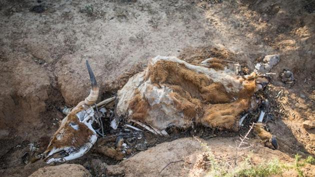 A carcass of a cow that died from starvation. Millions are facing hunger due to poor harvests and dwindling livestock. “It is usually beautifully green at this time of the year,” said Bothma, as a hot gust of wind swept through his sheep pen. “But now even the pine trees are dying.” South Africa is one of the world’s driest countries at the best of times. (Guillem Sartorio / AFP) A carcass of a cow that died from starvation. Millions are facing hunger due to poor harvests and dwindling livestock. “It is usually beautifully green at this time of the year,” said Bothma, as a hot gust of wind swept through his sheep pen. “But now even the pine trees are dying.” South Africa is one of the world’s driest countries at the best of times. (Guillem Sartorio / AFP)
