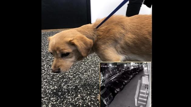 Jack Jokinen shared a series of pictures and clips that unfolds the story of the stray. (Twitter/@JJFromTheBronx) Jack Jokinen shared a series of pictures and clips that unfolds the story of the stray. (Twitter/@JJFromTheBronx)