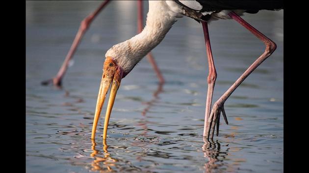 A painted stork searches for prey at Kumbhargaon, Bhigwan. The name of the bird is derived from the distinctive pink tertial (flight) feathers of its wing. Sanjeev Nalavade, an enthusiastic bird watcher and retired professor of Geography at Fergusson College, said that flamingos prefer shallow water, and at Bhigwan, there are lesser sightings of these migratory birds as compared to the previous years. (Pratham Gokhale / HT Photo) 