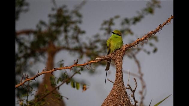 A green bee-eater perches on a branch. Mainly insect eaters, these birds are found in grassland, thin scrub and forest, often quite far from water. Girish Jathar, Assistant Director, Climate Change and Himalaya programme, Bombay Natural History Society (BNHS), said that due to the good rainfall and a lot of water this year, migratory birds are expected to go to other places and return to their regular places once the water recedes. (Pratham Gokhale / HT Photo) 