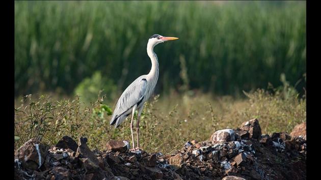 Generally quite common in wetland habitats from marshes and tidal flats to small ponds, ditches, and wet fields, grey herons are usually seen as singles or in small groups, standing quietly in or at the edge of water. According to ebird.org, a website managed by Cornell Lab of Ornithology, during December, 225 species of birds have been spotted at Bhigwan. (Pratham Gokhale / HT Photo) 