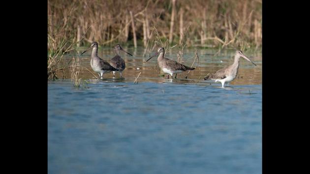 Black-tailed godwits feed by making use their long bills to search for prey. The first arrivals of the migratory birds at Bhigwan usually begins in August with Common Sandpiper, although the peak time for many of the migratory birds is from December and January. Most of these birds start arriving in October and stay on till March and a few continue till April and May, Nalavade said. (Pratham Gokhale / HT Photo) 