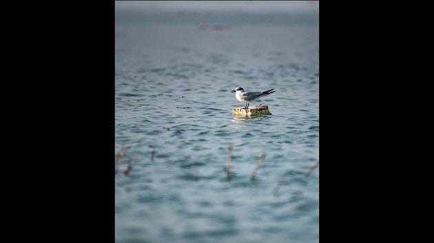 Common around wetlands, lakes, and rivers, whiskered terns have a distinctive dark smoky grey body and contrasting white cheeks underneath a black cap. Unlike typical terns that feed by splash-diving, whiskered terns feed by picking from the surface. The extended rainfall may have led migratory birds to opt for other places on their migratory path, Nalavade said. (Pratham Gokhale / HT Photo) 