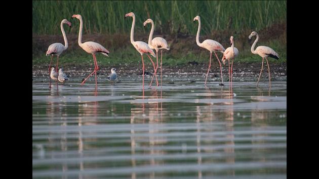 Bhigwan | A birder's Paradise in India - Lost Love Adventure