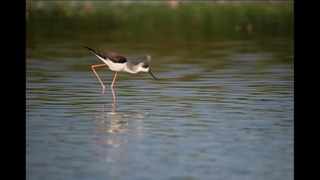 Black-winged stilts are wader birds that favour wetlands with open shallow water. These birds have an elegant shape with long hot-pink legs, and long, very fine bill. “There is no data available on Bhigwan; all we have is anecdotal data, hence to make any comment on population would be wrong,” Jathar said. (Pratham Gokhale / HT Photo) 