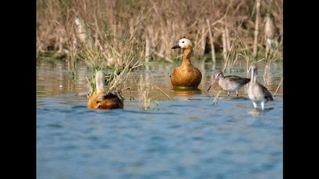 Ruddy shelducks (left) and black-tailed godwits are seen. Known as brahminy ducks in India, ruddy shelducks breed in southeastern Europe and Central Asia, migrating to South Asia in the winter season. Black-tailed godwits, on the other hand, are gregarious medium-sized waders with long bills. Jathar stressed on the need for regular bird count of migratory birds entering from Gujarat and Rajasthan and their dispersal towards south India and Sri Lanka. (Pratham Gokhale / HT Photo) 