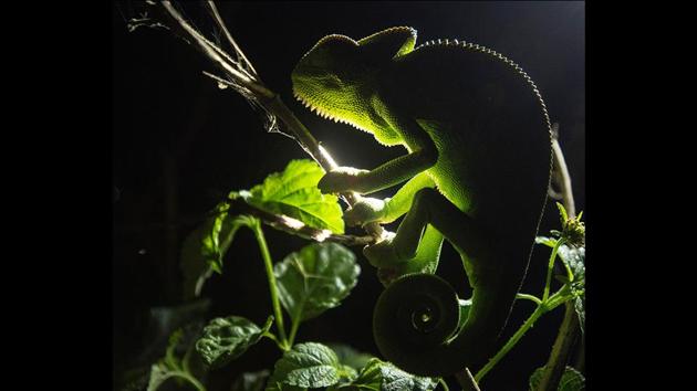 A chameleon holds on to a plant. The species of chameleons come in a range of colours, with many species having the ability to change colour. It is the presence of a large number of migratory waterfowl that has earned the place the nickname of ‘Bharatpur of Maharashtra.’ Bharatpur, in Rajasthan, is where the UNESCO World Heritage Site Keoladeo National Park is situated. (Pratham Gokhale / HT Photo) 