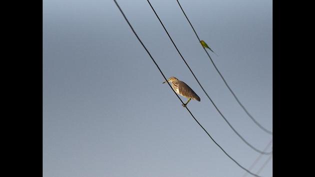 A pond heron (front) and a green bee-eater are seen sitting on wires. Datta Nagare, a local guide who owns a popular bird watching site at Kumbhargaon, Bhigwan, said last year, around 15,000 flamingos were seen at Bhigwan. “As the water level is high this year, there are lesser number of flamingos, but other birds like rosy starling and various ducks like northern shoveler, northern pintail, garganey, eurasian wigeon have been seen in large numbers.” (Pratham Gokhale / HT Photo) 