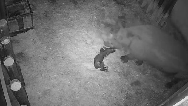 The image shows the newborn black rhino with its mother. (Facebook/Zoo du Bassin d’Arcachon) The image shows the newborn black rhino with its mother. (Facebook/Zoo du Bassin d’Arcachon)