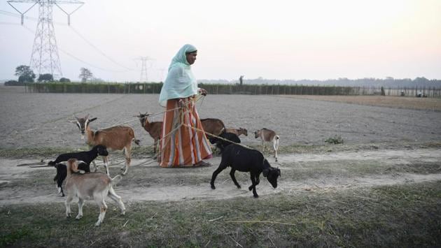 A woman walks with her goats next to farming fields at Baksa village, in Barpeta district, Assam. In recent days these worries have morphed into angry protests sparked by the passage of a new law giving non-Muslim migrants from Afghanistan, Pakistan and Bangladesh an easier path to citizenship. (Sajjad Hussain / AFP) A woman walks with her goats next to farming fields at Baksa village, in Barpeta district, Assam. In recent days these worries have morphed into angry protests sparked by the passage of a new law giving non-Muslim migrants from Afghanistan, Pakistan and Bangladesh an easier path to citizenship. (Sajjad Hussain / AFP)