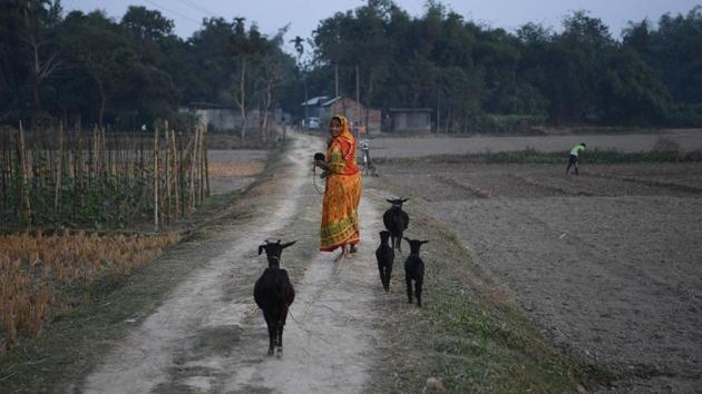 A woman walks with her goats past farming fields in Barpeta village. Professor Agha suggested opposition to the law would only grow. “There were resistances in the past, but what is happening today on the streets is unprecedented in the history of modern India,” she said. “They have nothing to lose now.” (Sajjad Hussain / AFP) A woman walks with her goats past farming fields in Barpeta village. Professor Agha suggested opposition to the law would only grow. “There were resistances in the past, but what is happening today on the streets is unprecedented in the history of modern India,” she said. “They have nothing to lose now.” (Sajjad Hussain / AFP)