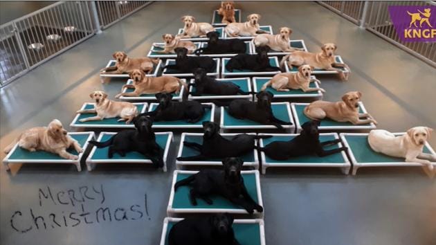 Image shows dogs posing for a picture. (YouTube/HannaH) Image shows dogs posing for a picture. (YouTube/HannaH)
