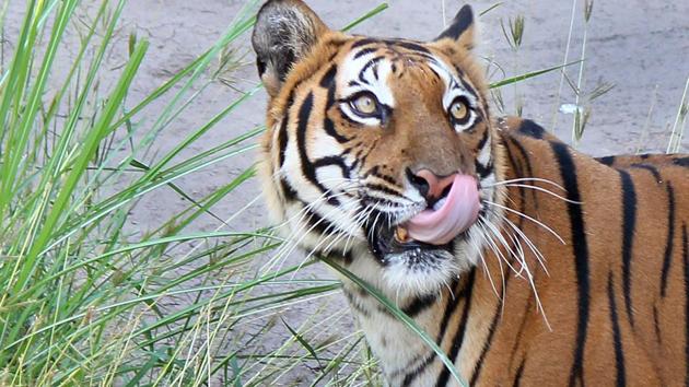 The wild wing department has moved a proposal under animal exchange programme seeking a pair of lions and a pair of tigers for Renuka sanctuary.(HT FILE PHOTO) The wild wing department has moved a proposal under animal exchange programme seeking a pair of lions and a pair of tigers for Renuka sanctuary.(HT FILE PHOTO)