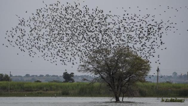 A murmuration of Rosy starlings, migratory birds is seen at Kumbhargaon, Bhigwan near Pune, Maharashtra. (Pratham Gokhale / HT Photo) A murmuration of Rosy starlings, migratory birds is seen at Kumbhargaon, Bhigwan near Pune, Maharashtra. (Pratham Gokhale / HT Photo)