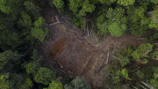 The highways opened up the rainforest. Roads themselves aren’t the problem today, according to Paulo Barreto, a forest engineer and researcher at environmental group Imazon. The issue, he said, is that improved access has been accompanied by Bolsonaro’s rhetoric emboldening illegal loggers while his administration undermines its own environmental regulator. “If those things continue, deforestation will explode in the area,” he said. (Leo COrrrea / AP)