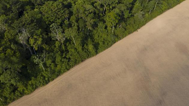 The forest stands next to a soy field behind Joao Batista Ferreira’s home in Belterra. He’s known as Joao of Honey, though none of his 1,000 beehives remain. The bees died off since agribusiness moved in 20 years ago. In an act of protest, he painted versions of the Brazilian flag and hung them over his yard. They feature question marks rather than the national motto “Order and Progress,” because he’s not sure Brazil has them any longer. (Leo Correa / AP)