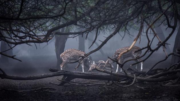Deer lock horns during rutting season at Green Park in New Delhi. (Amal KS / HT Photo) Deer lock horns during rutting season at Green Park in New Delhi. (Amal KS / HT Photo)