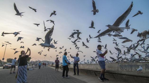 People take pictures of seagulls at Marine Drive in Mumbai, Maharshtra. (Pratik Chorge / HT Photo) People take pictures of seagulls at Marine Drive in Mumbai, Maharshtra. (Pratik Chorge / HT Photo)