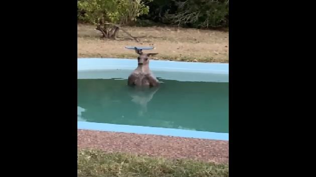 The kangaroo, which was filmed in water up to its chest, flapped its ears and appeared unharmed. (Facebook/98.1 Power FM) The kangaroo, which was filmed in water up to its chest, flapped its ears and appeared unharmed. (Facebook/98.1 Power FM)