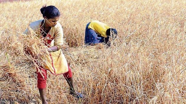 Paddy farmers harvesting the paddy crop at Nagri village under Kanke block in Ranchi. (Diwakar Prasad/ Hindustan Times) Paddy farmers harvesting the paddy crop at Nagri village under Kanke block in Ranchi. (Diwakar Prasad/ Hindustan Times)