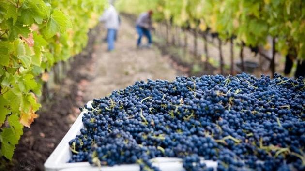 Thirty-eight years after he revived his family’s small vineyard in northern Greece, Vangelis Gerovassiliou proudly gazes on his property that grows one of the country’s most popular wines. (UNSPLASH) Thirty-eight years after he revived his family’s small vineyard in northern Greece, Vangelis Gerovassiliou proudly gazes on his property that grows one of the country’s most popular wines. (UNSPLASH)