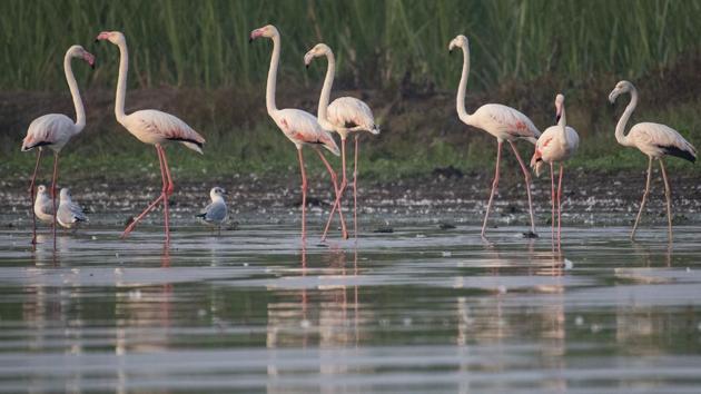 Flamingos, migratory birds are seen at Kumbhargaon, Bhigwan near Pune, India, on December 15, 2019.(Pratham Gokhale/HT Photo)