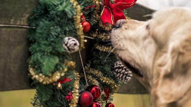 Christmas 2019: Cats and dogs account for up to 30% of the environmental impact of meat consumption in the United States, according to a 2017 study by University of California Los Angeles - and if they had their own country would rank fifth globally on meat consumption. (Unsplash) Christmas 2019: Cats and dogs account for up to 30% of the environmental impact of meat consumption in the United States, according to a 2017 study by University of California Los Angeles - and if they had their own country would rank fifth globally on meat consumption. (Unsplash)