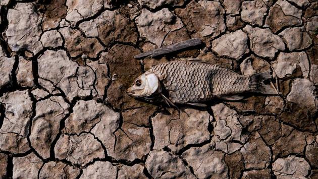 The remains of a fish, lies amongst cracked mud on the dried lake bed. Water in the Poyang, which spills off from the middle reaches of the Yangtze River in Jiangxi province, routinely declines in winter. But the lake is now at its lowest in 60 years. With little rain since July, hundreds of shrivelled anchovies and tiny shellfish have been baked into the exposed shoreline flats. (Aly Song / REUTERS) The remains of a fish, lies amongst cracked mud on the dried lake bed. Water in the Poyang, which spills off from the middle reaches of the Yangtze River in Jiangxi province, routinely declines in winter. But the lake is now at its lowest in 60 years. With little rain since July, hundreds of shrivelled anchovies and tiny shellfish have been baked into the exposed shoreline flats. (Aly Song / REUTERS)