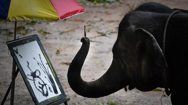 An elephant being forced to paint for tourists at the commercial Mae Taeng Elephant Park, Chiang Mai. The park receives up to 5,000 visitors per day and charges an entrance fee of about $50. Many come to see Suda, who holds a brush in her trunk and paints Japanese-style landscapes for visitors who can later buy the prints for up to $150 before taking an elephant ride through the hills. (Lillian Suwanrumpha / AFP)