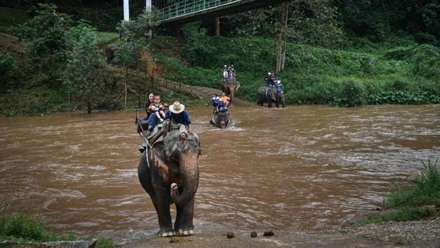 Tourists ride elephants at the commercial Mae Taeng Elephant Park. In a few months, ChangChill changed its methods to give elephants more space, fewer interactions, and an environment resembling life in the wild. “We don’t force them to do what they wouldn’t instinctively do,” says director Supakorn Thanaseth. As a result, they are “less sick, calmer”. (Lillian Suwanrumpha / AFP)