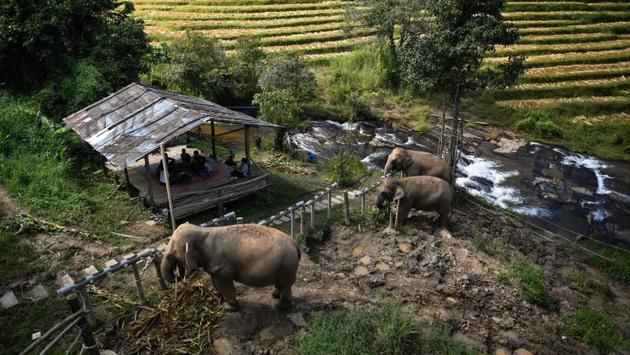 Tourists watch elephants eat from a distance at the ChangChill elephant sanctuary. ChangChill hopes to become profitable in the current high season, but it will only be able to receive around 40 tourists a day to visit its six elephants as part of its aim to put the creatures first. That is a drop in the bucket when Thailand has nearly 4,000 “domesticated” elephants. (Lillian Suwanrumpha / AFP)