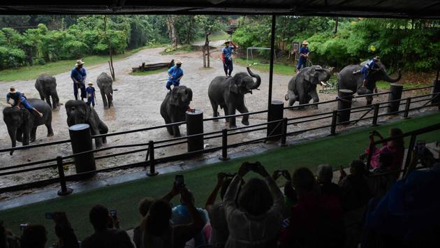 Elephants being forced to perform for tourists at the commercial Mae Taeng Elephant Park in Chiang Mai. A tamed elephant can now fetch up to $80,000, a colossal investment that then requires gruelling hours of work and increasingly bizarre stunts to be recouped. (Lillian Suwanrumpha / AFP)