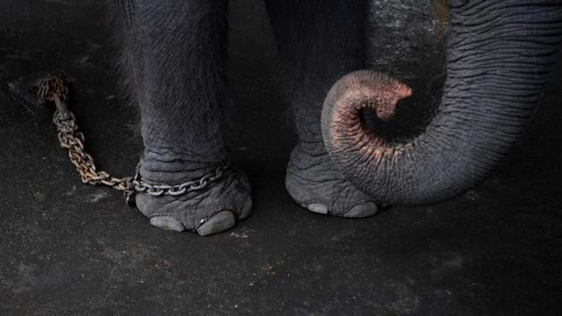 A chained elephant at the commercial Maetaeng Elephant Park in the northern Thai province of Chiang Mai. Separated from their mothers, jabbed with metal hooks, and sometimes deprived of food -- Thai elephants are tamed by force before being sold to lucrative tourism sites increasingly advertised as 'sanctuaries' to cruelty-conscious travellers. (Lillian Suwanrumpha / AFP)