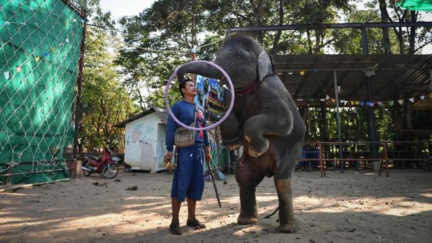 Baby elephant Ploy trains to perform tricks at the Ban Ta Klang elephant village, Surin. Villagers in the village who have been working with the large, gentle animals for generations, say taming is necessary for safety reasons. “We do not raise them to hurt them... if they are not stubborn, we do nothing to them,” said mahout Charin, as he stroked Ploy’s head affectionately and spoke of her as part of his family. (Lillian Suwanrumpha / AFP)