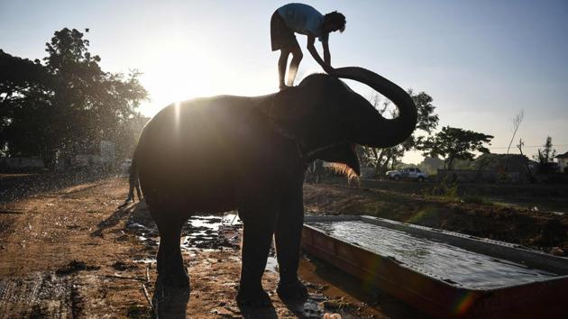 An elephant having a bath before the arrival of tourists during the annual Surin Elephant Round-up festival in the northeastern province of Surin. Elephants were phased out of the logging industry about 30 years ago, leaving their mahouts unemployed. So they turned to Thailand’s flourishing tourism industry, a burgeoning sector of amusement parks offering elephant rides and performances. (Lillian Suwanrumpha / AFP)