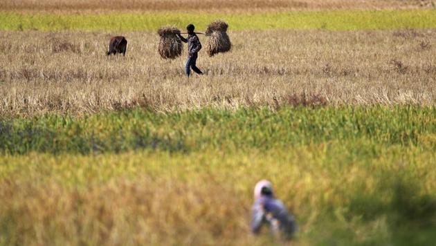 Gujarat government on Thursday promised compensation for farmers in Banaskantha district.(AP Photo (Representative image))