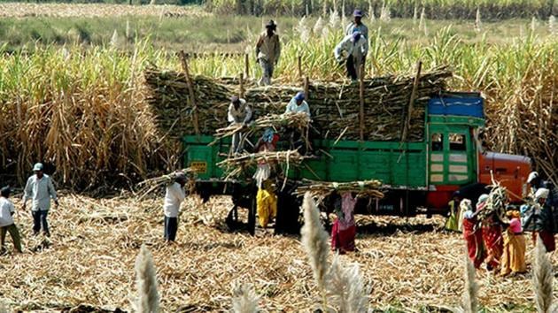 In October, pursuant to the complaint, the WTO issued a press statement notifying an adjudicatory dispute settlement body to discuss the complaint “India – Measures Concerning Sugar and Sugarcane”. (HT file photo) In October, pursuant to the complaint, the WTO issued a press statement notifying an adjudicatory dispute settlement body to discuss the complaint “India – Measures Concerning Sugar and Sugarcane”. (HT file photo)