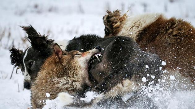 Photos of the week: Australian bushfires and Kazakhstan plane crash ...