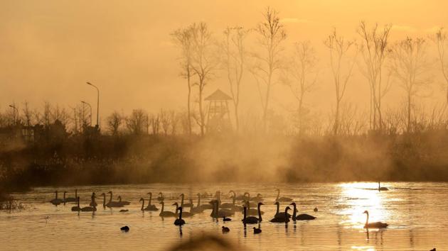 Swans swim on a lake in Weihai in China’s eastern Shandong province. (STR / AFP) Swans swim on a lake in Weihai in China’s eastern Shandong province. (STR / AFP)