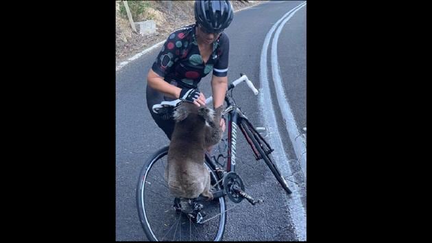 The koala’s prompt gulping of water is making people melt.(Instagram/@bikebug2019)